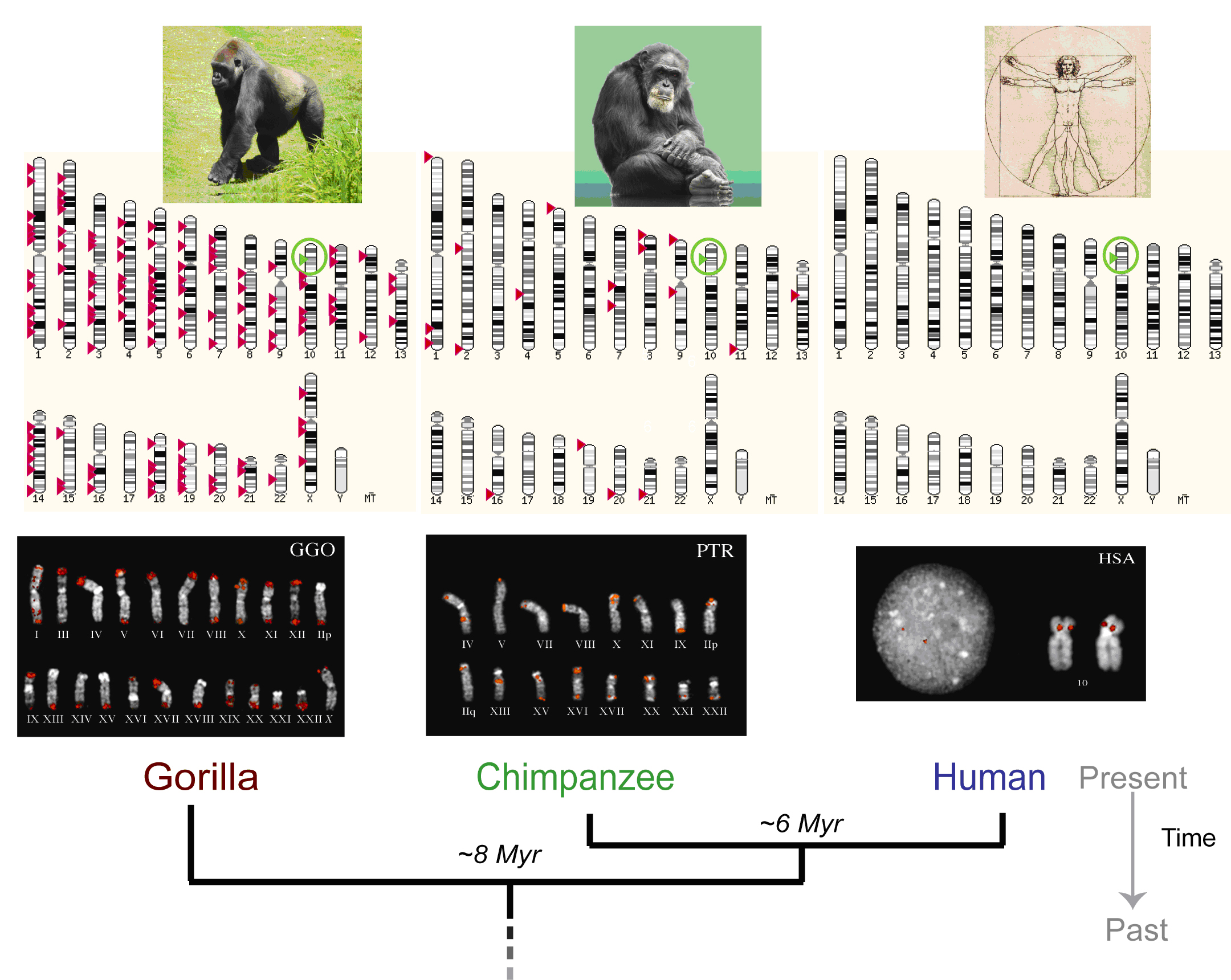 Las diferencias entre los genomas de los humanos y chimpancés son más