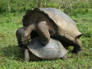 Tortugas gigantes en el Centro Charles Darwin de la isla Santa Cruz