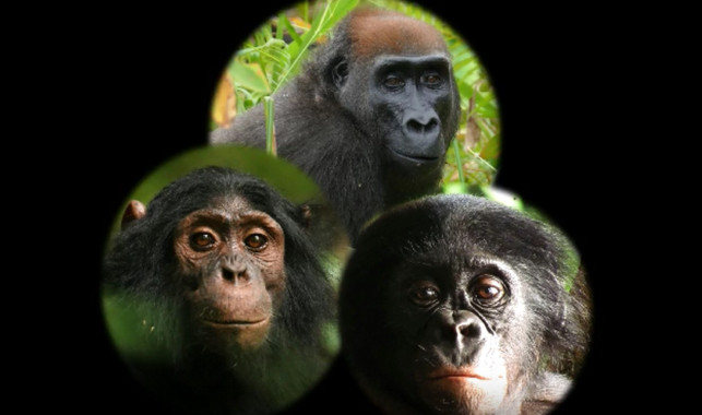 <p>El vídeo muestra cómo se comportan los chimpancés, los gorilas y los bonobos ante objetos desconocidos / Instituto Max Planck de Antropología Evolutiva </p>