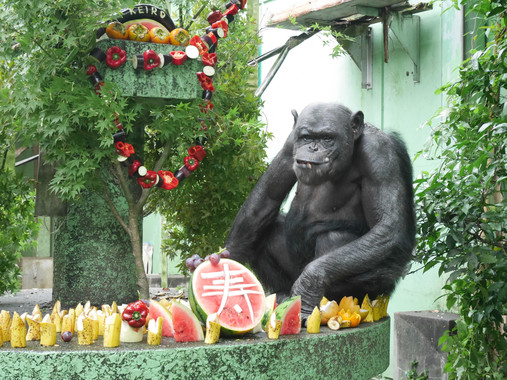 <p>Lennon, un chimpancé macho de 49 años en el Santuario Kumamoto de la Universidad de Kioto celebrando el respeto de Japón por el día de los ancianos. / Universidad de Kyoto</p>