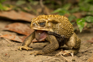 <p>Sapo común asiático (<em>Duttaphrynus melanostictus</em>) mudando la piel / Jasmine Vink</p>