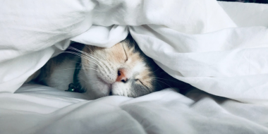 <p>Una siesta corta puede tener beneficios para la salud pero sobrepasar los 30 minutos podría aumentar el riesgo de tener diabetes tipo 2. / Pablo by Buffer</p>