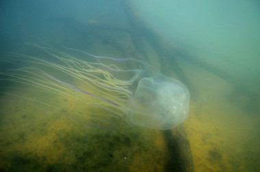 <p>La medusa australiana Chironex fleckeri es uno de los animales más venenosos del mundo. Se encuentra en las aguas costeras más cálidas del norte de Australia y el sudeste asiático. / Jamie Seymour</p>