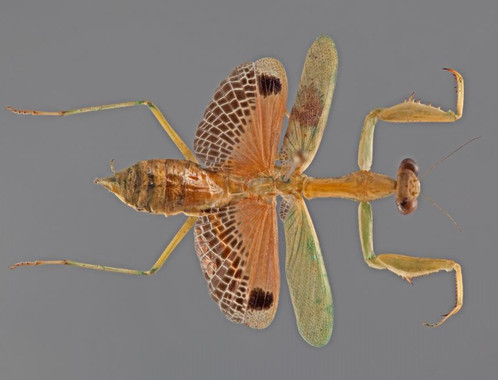 <p>Una hembra de mantis religiosa del género <em>Callimantis </em>en Puerto Rico. / Rick Wherley</p>