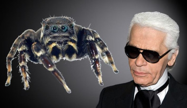 <p/><em>Jotus karllagerfeldi</em> es la nueva especie de araÃ±a saltarina, nombrada en honor al icono de la moda Karl Lagerfeld. / Foto araÃ±a:Â Mark Newton, CeNak / Foto Karl Lagerfeld: Siebbi” /><em style=