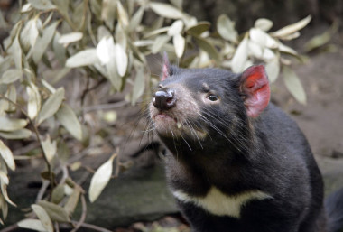 <p>Una enfermedad que provoca tumores faciales está devastando las poblaciones de demonio de Tasmania. En la imagen, un ejemplar sano. / Shutterstock</p>