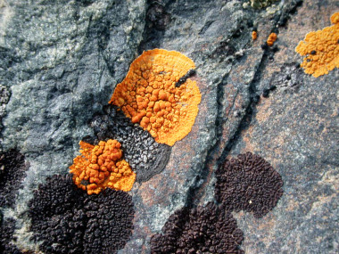 <p>Líquenes antárticos (<em>U</em><em>Xanthoria sp</em> y <em>Caloplaca sp</em>) en los alrededores de la base española Juan Carlos I. / Fernando Valladares</p>