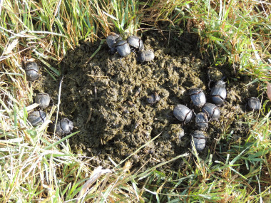 <p>Estudio comparativo toxicidad de los antiparasitarios ivermectina y moxidectina sobre la población de escarabajos peloteros / José R. Verdú</p>