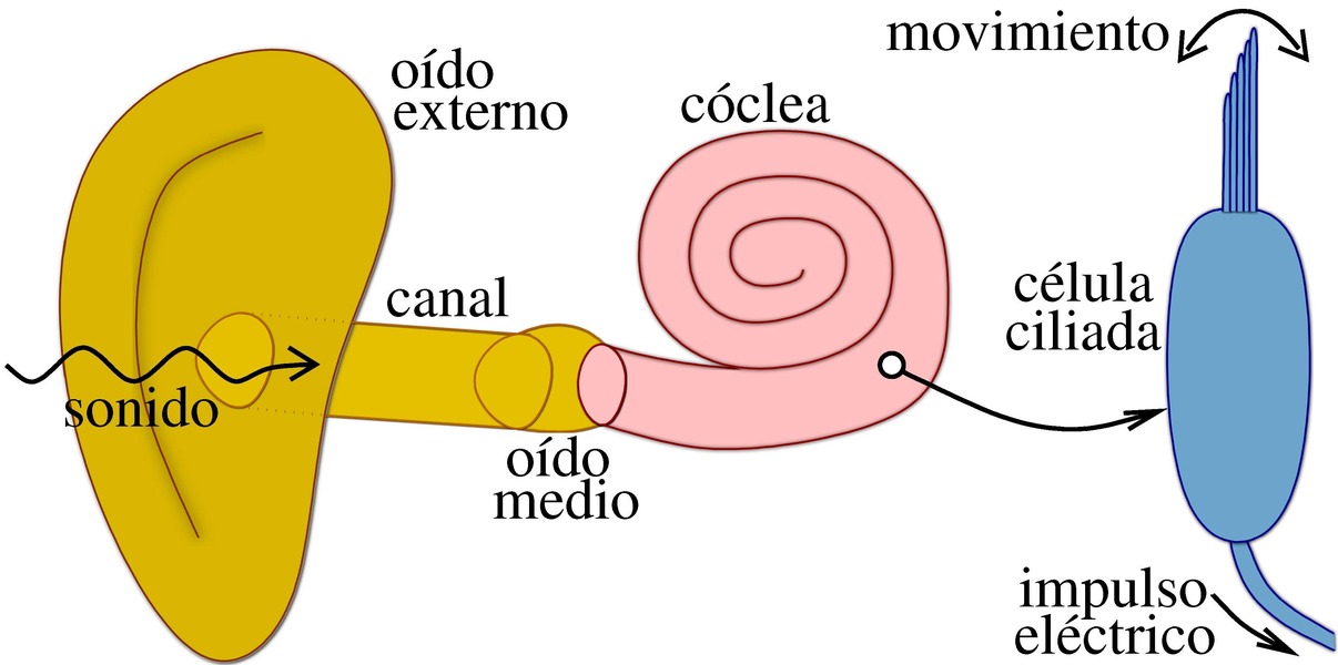 El sonido es detectado por la cóclea