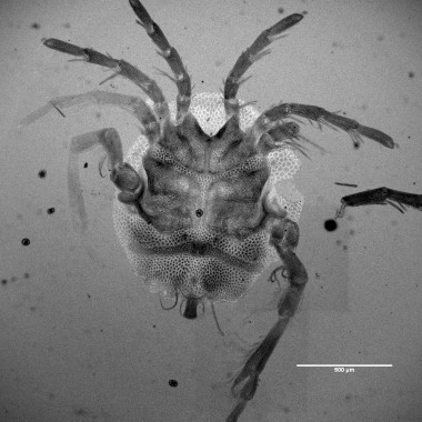 <p>Imagen de la superficie ventral obtenida con un microscopio laser confocal del ejemplar macho del ácaro acuático <em>Arrenurus caboti. </em>En la imagen se aprecian las coxas donde se insertan las patas, el área genital y el petiolo posterior. / Antonio G. Valdecasas</p>
