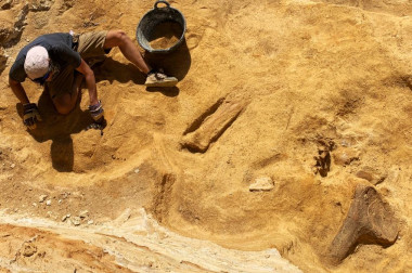 <p>Un paleontólogo junto a varios huesos del dinosaurio saurópodo hallado en el yacimiento de Algora. / Grupo de Biología Evolutiva de la UNED</p>