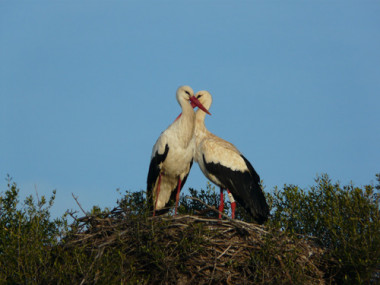 <p/>Cigüeñas de Doñana. / CSIC.” /><span style=