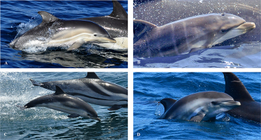 <p>Características de coloración mostradas por <em>D. delphis, T. truncatus, S. coeruleoalba</em> y los pequeños mamíferos híbridos / US</p>
