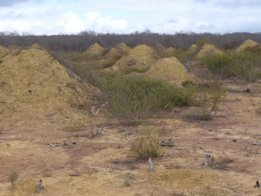 <p>Los montÃ­culos se encuentran en la vegetaciÃ³n densa, baja y seca del bosque de Caatinga en Brasil, despejado para el pasto de la tierra /Â ROY FUNCH</p>