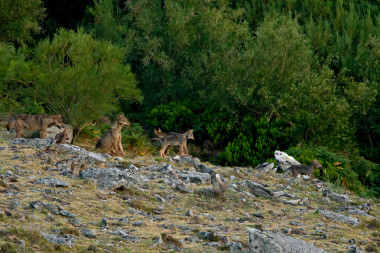 <p>Manada de lobos. / Artur Oliveira/CIBIO</p>