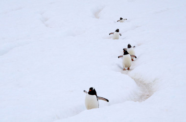 <p>PingÃ¼inos gentÃº en penÃ­nsula antÃ¡rticaÂ / Wikipedia</p>