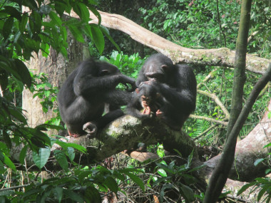 <p>Los chimpancés prefieren asear a las hembras con bebés o sus amigos. / Instituto Max Planck para la Evolución Antropológica/ A. Mielke</p>