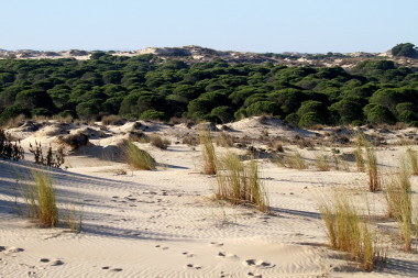 <p>Parque Nacional de Doñana. / Pixabay</p>