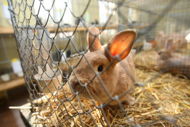 <p/>Los científicos realizan test de toxicidad <em>in vivo</em> usando modelos animales que proporcionan una referencia química segura para los humanos. Pero un nuevo estudio propone una alternativa. / Fotolia” /><span style=