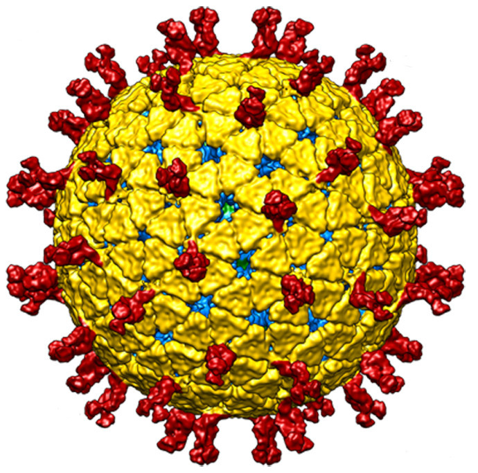 Nuevos datos sobre la entrada de los rotavirus en las células