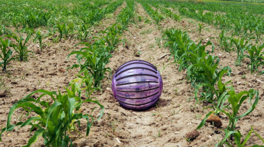 <p><em>Rosphere</em> en operación en un cultivo de maíz. / Robcib-UPM</p>