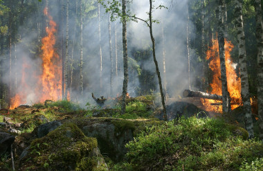 <p>En el programa Visual Seveif todo esto está contemplado con el objetivo de que la estimación del impacto económico de los incendios forestales sea lo más precisa posible / Pixabay</p>