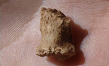 <p>Falange del pie neandertal hallada en Atapuerca. / Javier Trueba</p>