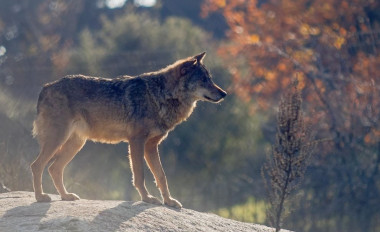 <p>El lobo ha generado cultura y una carga añadida en el pastoreo del oeste de Zamora, donde los manejos ganaderos han sido siempre los mismos y han hecho posible la coexistencia con el depredador. / <a href="https://www.flickr.com/photos/126575091@N08/23204139863" target="_blank">Flickr </a></p>