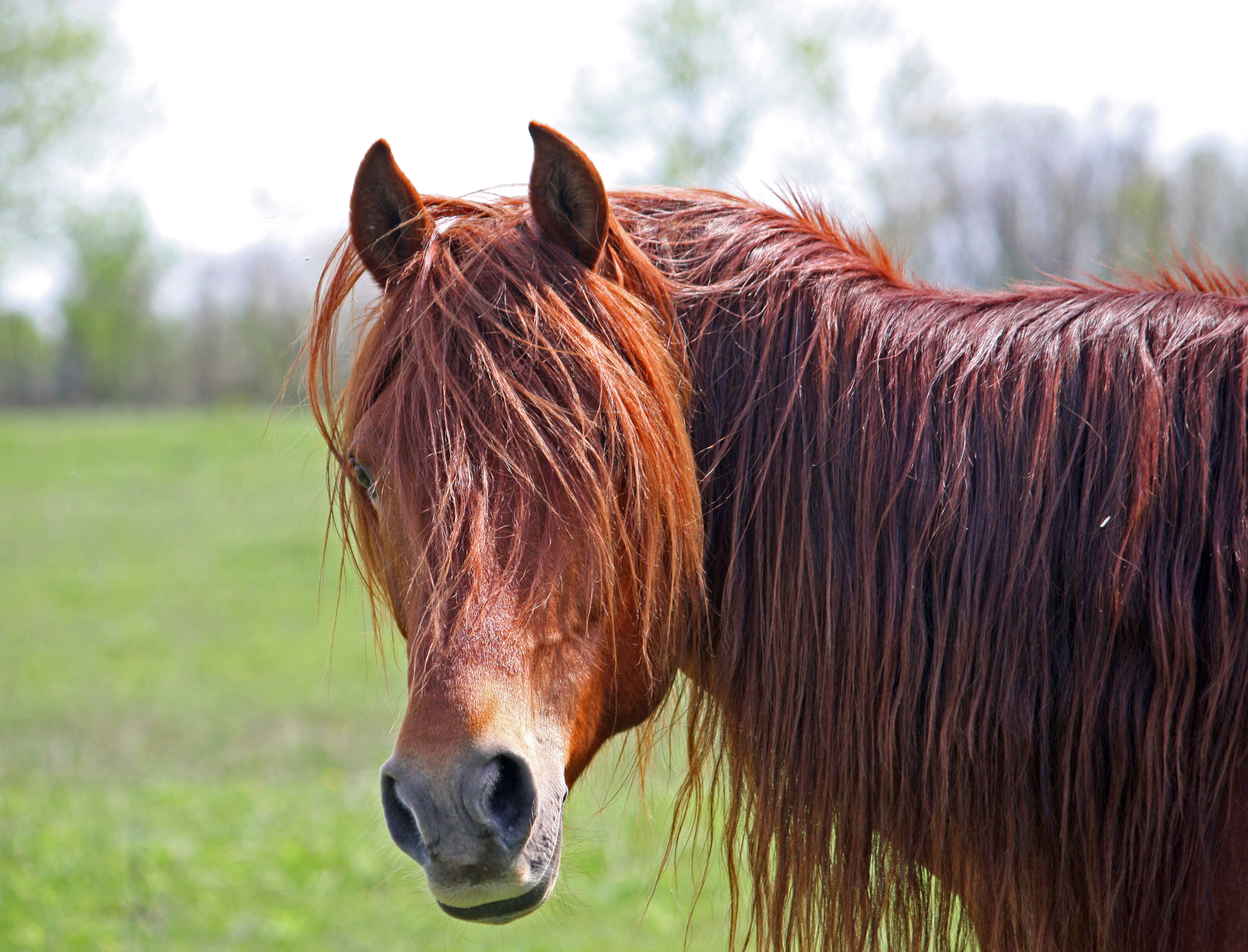 Verdades Y Mentiras Sobre El Champu Para Caballo Reportajes Sinc